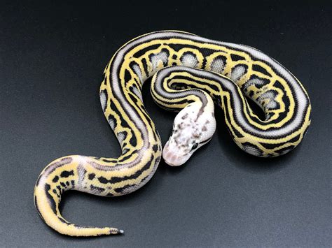 Crypton Super Pastel Leopard Phantom Yellowbelly Het Desert Ghost Ball