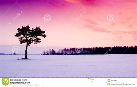Purple Winter Sunset Stock Photos Image 8265883