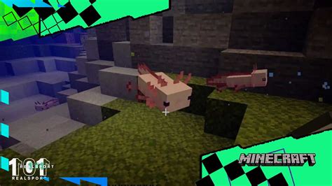 Updated How To Tame Axolotl In Minecraft And Where To Find Them