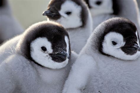 Adorable Alert Check Out These Cute Photos Of Baby And Mama Penguins But With A Twist Glamour
