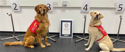 Its Official Were Record Breakers Medical Detection Dogs