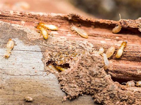 Termite Treatment Perfect Pest Control Services In Karachi I