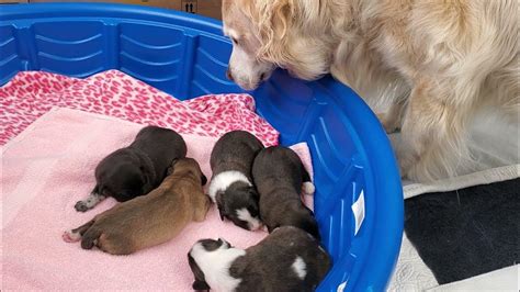Golden Retriever Meeting The Five Newborn Foster Puppies For The First