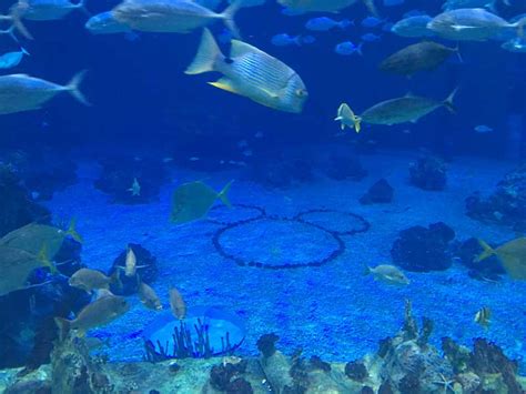 Disneys Aquarium The Seas With Nemo And Friends Pixie Dusted Journeys