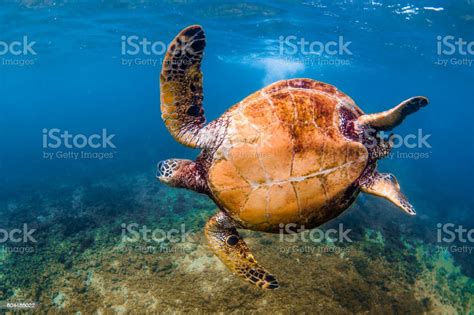 Beautiful Hawaiian Green Sea Turtle Stock Photo Download Image Now