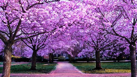 Cherry Blossom Trees 4k Wallpaper Purple Flowers Pathway Park Floral Colorful Spring