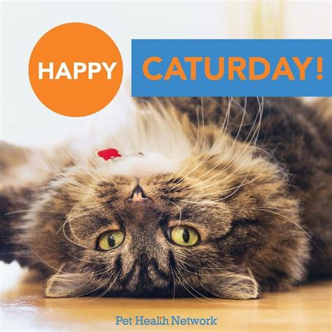 Check spelling or type a new query. Happy Caturday! | Animals | Pinterest | Happy