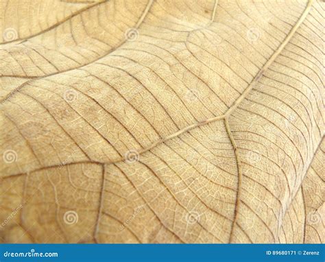Texture Of Line Detail On Dry Teak Leaf Stock Image Image Of Botany