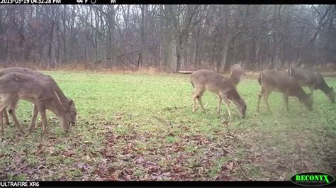 How To See And Kill More Whitetail Deer On Small Tracts