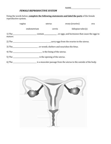 Work Sheet On Reproductive System Teaching Resources