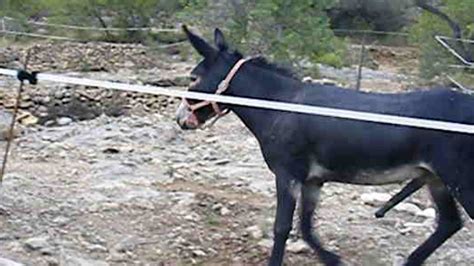 Donkey Mating Burros Apareándose Youtube