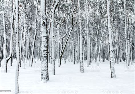 Beautiful Winter Forest Scene With Bare Trees Covered With