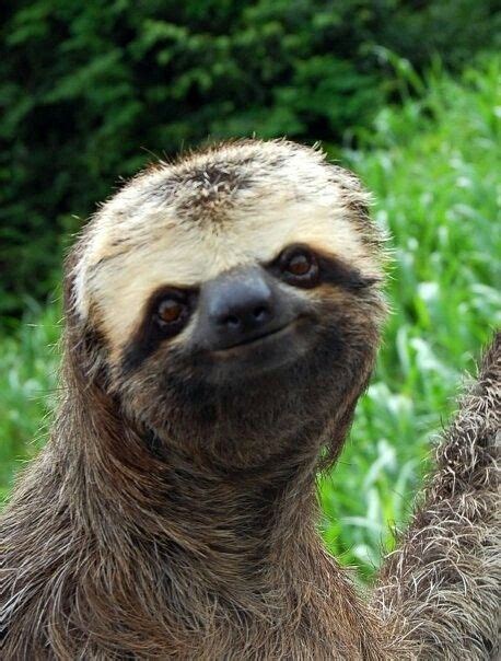 The Sloths Face Is Much More Squished Together Than Humans His Nose