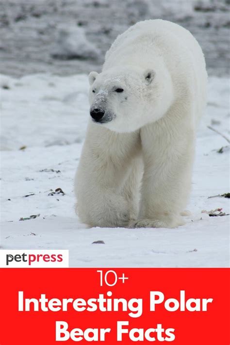 Explore 10 Interesting Polar Bear Facts And Their Threats