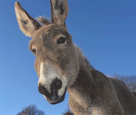 Are Donkeys Smart Hint A Donkeys Smartness Is Underrated