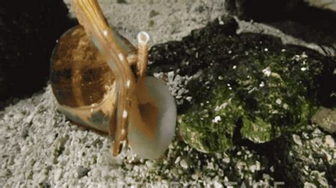 Marine Cone Snails Venom Shooting