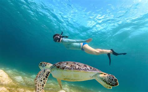 Es posible nadar con tortugas en Akumal Guía Completa Tours la