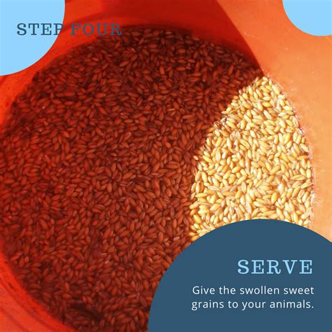 How To Ferment Grains The Right Way Keenberg Ranch