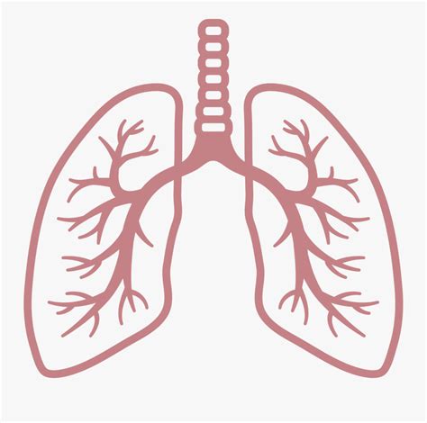 Lung Pictures Clipart 10 Free Cliparts Download Images On Clipground 2023
