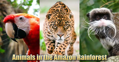Image result for amazon animals