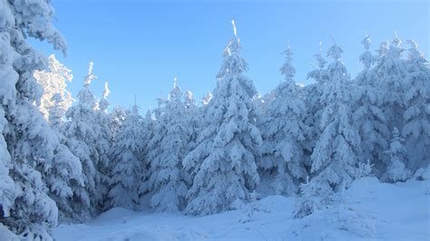 Snow Covered Spruce Trees In Forest Under Blue Sky 4k Hd Winter