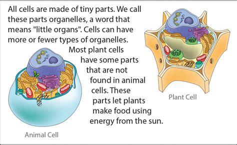 Biology Reading Flashcards Cell Parts Ask A Biologist