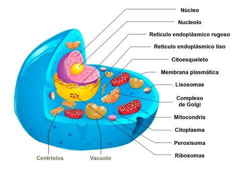 As Proteínas De Uma Célula Eucariótica
