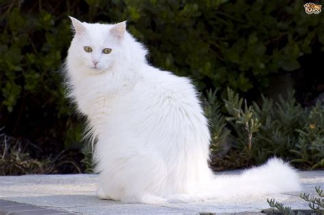 Turkish Angora Cats Breed Facts Information And Advice Pets4homes