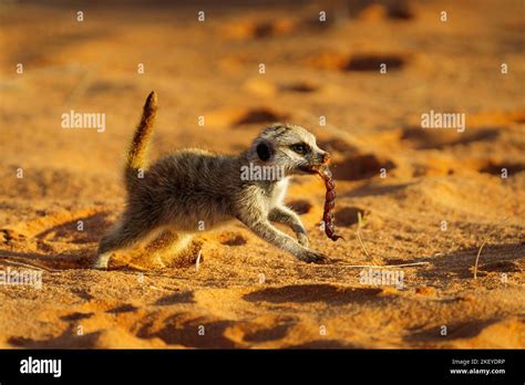 Meerkat Baby Suricata Suricatta With Scorpion In Its Mouth Crosses A