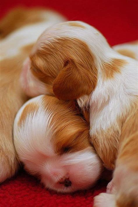 16 Super Cute Baby Puppies Photos Design Swan
