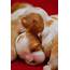 16 Super Cute Baby Puppies Photos – Design Swan