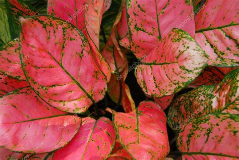 Indoor plants are a simple way to add a pop of color or boost your mood in any room. Green Pink Leaves on ornamental indoor plants — Stock ...