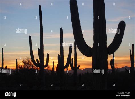 Saguaro Cactus Carnegiea Gigantea Silhouetted Against The Sunset In