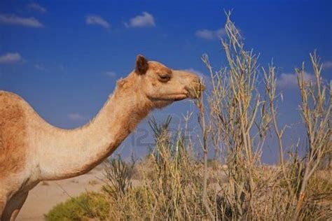 In the valencia desert, all horses (other than the unicorn t9 horse) have camels can level up to a max of level 20. Camel | Animal Wildlife
