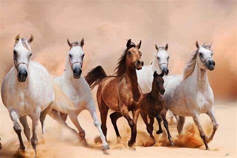 اجمل الصور للخيول العربية الاصيلة لمحبي الخيول