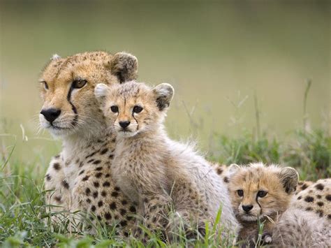 Animals Baby Animals Cheetahs Wallpapers Hd Desktop And Mobile