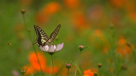 Bokeh Photo Of Butterfly And Flower For Desktop Background
