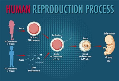 Reproduction In Human Beings