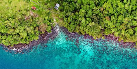 Birds Eye View Sea Nature Shore Trees Aerial View Turquoise