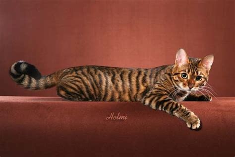Learn About The Designer Cat Breed That S A Mix Of Toy And Tiger Gato