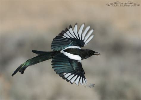 Black Billed Magpie With Wings Fully Spread On The Wing Photography