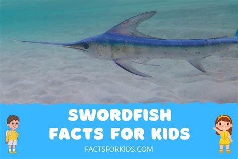 18 Swordfish Facts For Kids To Slay Their Curiosity Facts For Kids