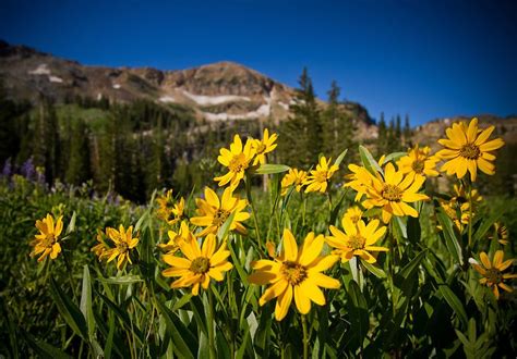 Utah Wildflower Landscape Mountain Wildflowers Near Albion Basin In