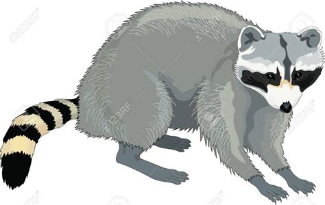 Raccoon Illustration Illustration Affiliate Raccoon Illustration