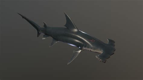 Hammerhead Shark 3d Model By Harrison Snatt Googoose 15b6960