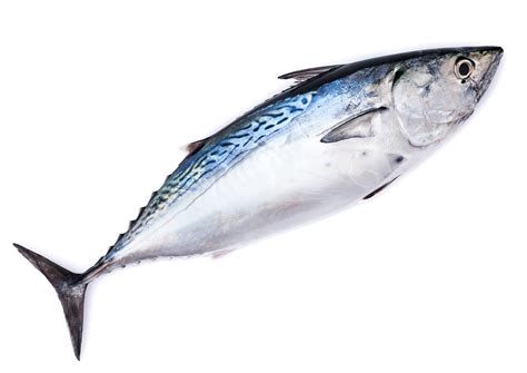 Exploring The Flavor Profile Of Bonito Fish Finns Fishing Tips