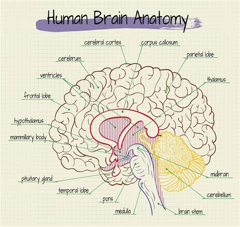 Labeled Brain Anatomy Diagram Porn Sex Picture