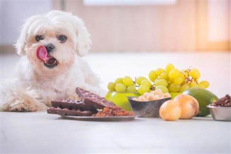 Mitos Y Verdades Sobre La Alimentación De Los Perros