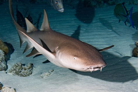 Nurse Shark Facts Habitat And Behavior