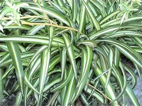 Questa pianta fa parte delle piante grasse, conosciute anche come succulenti. Piante Pendenti Sempreverdi Da Interno / Piante Da ...
